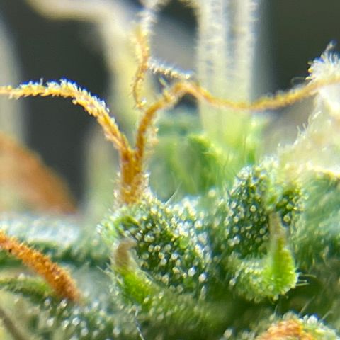 MG001 growlog timeline photo