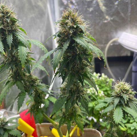 MG001 growlog timeline photo