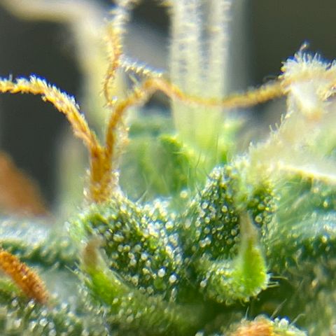 MG001 growlog timeline photo