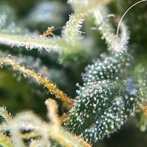 MG001 growlog timeline photo
