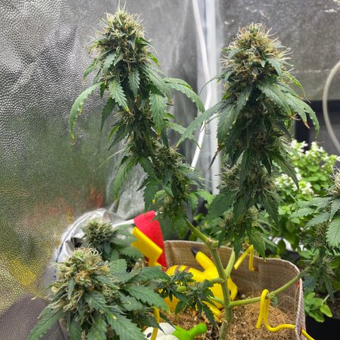MG001 growlog timeline photo