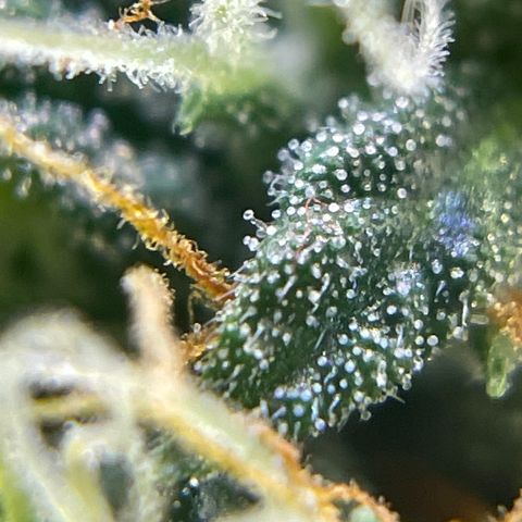 MG001 growlog timeline photo