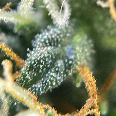 MG001 growlog timeline photo