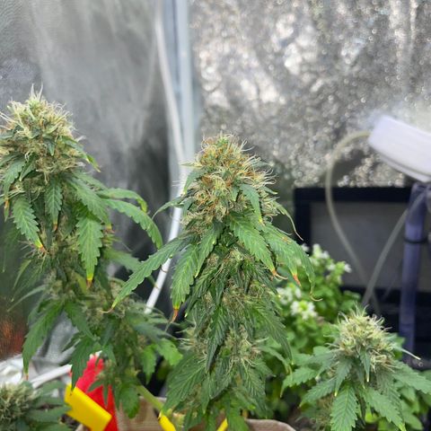 MG001 growlog timeline photo