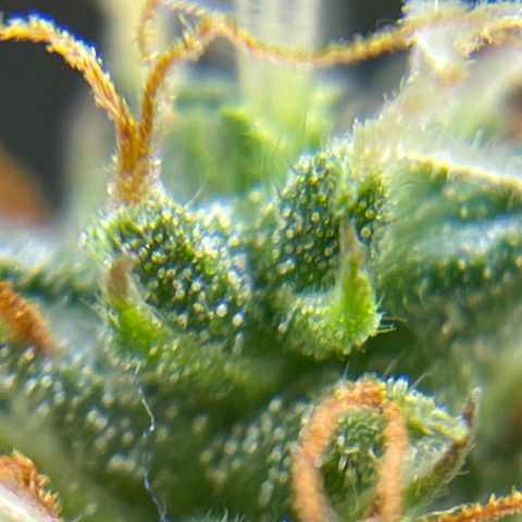 MG001 growlog timeline photo