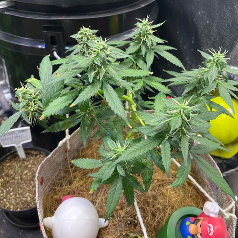 MG004 growlog timeline photo