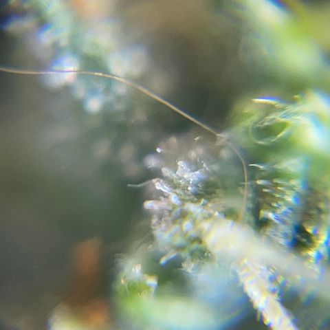 MG001 growlog timeline photo