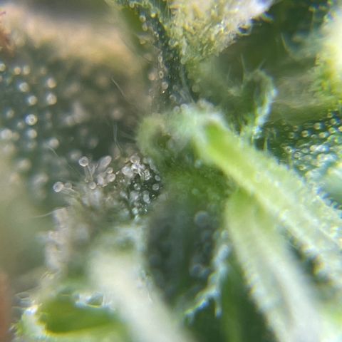 MG001 growlog timeline photo
