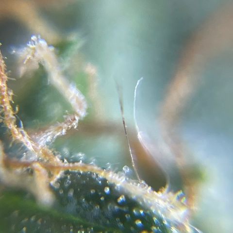 MG001 growlog timeline photo