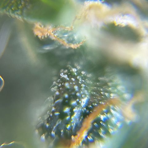 MG001 growlog timeline photo