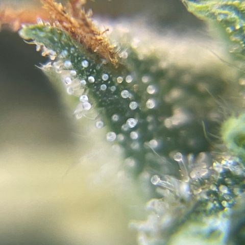 MG001 growlog timeline photo