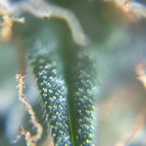 MG001 growlog timeline photo