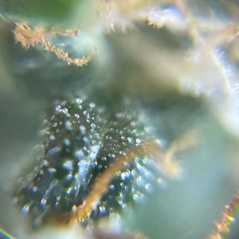 MG001 growlog timeline photo