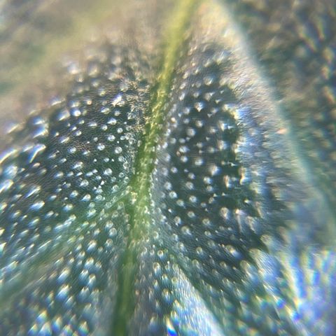 MG001 growlog timeline photo
