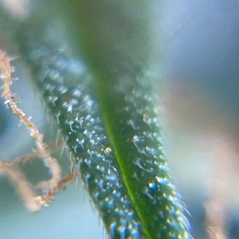MG001 growlog timeline photo