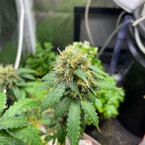 MG001 growlog timeline photo