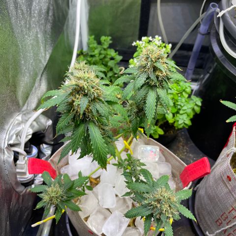 MG001 growlog timeline photo