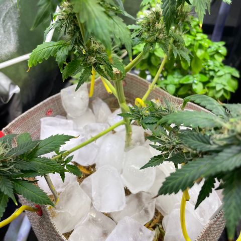 MG001 growlog timeline photo