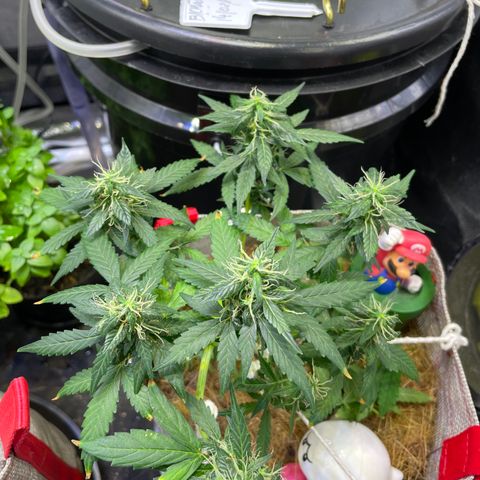 MG004 growlog timeline photo