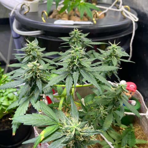MG004 growlog timeline photo