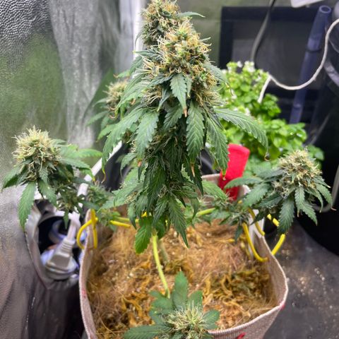 MG001 growlog timeline photo