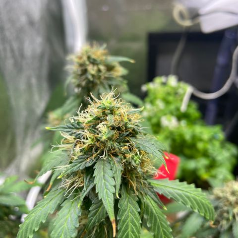 MG001 growlog timeline photo