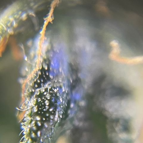 MG001 growlog timeline photo