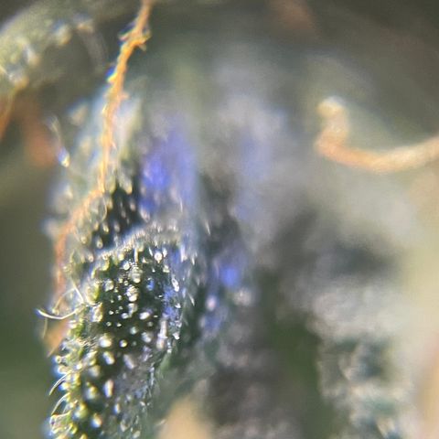 MG001 growlog timeline photo