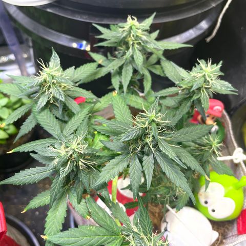 MG004 growlog timeline photo