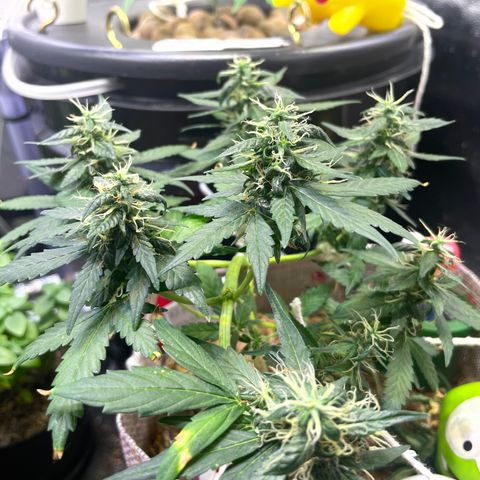 MG004 growlog timeline photo