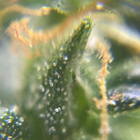 MG001 growlog timeline photo