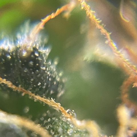 MG001 growlog timeline photo