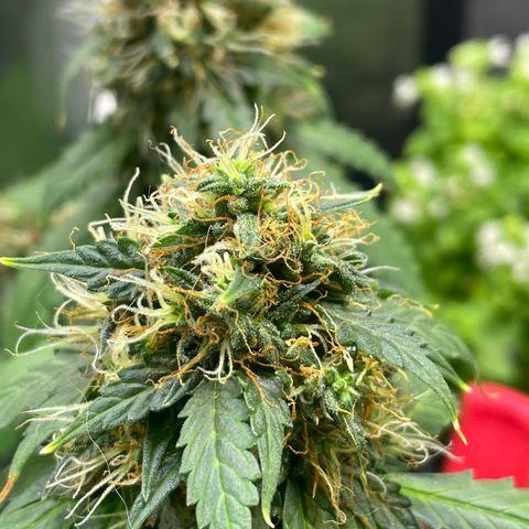 MG001 growlog timeline photo