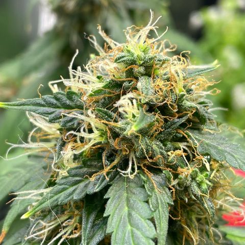 MG001 growlog timeline photo
