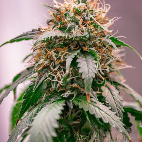 MG001 growlog timeline photo