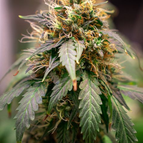 MG001 growlog timeline photo
