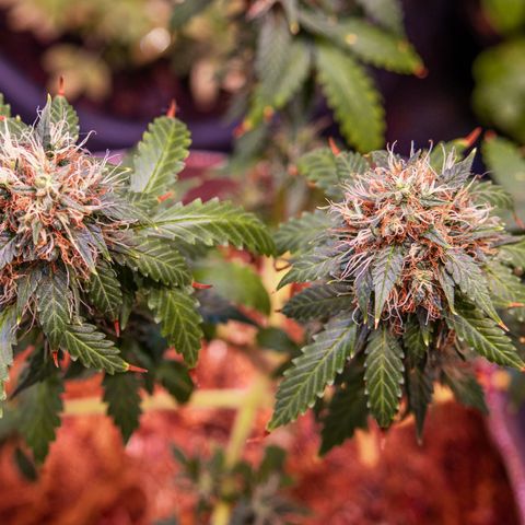 MG001 growlog timeline photo