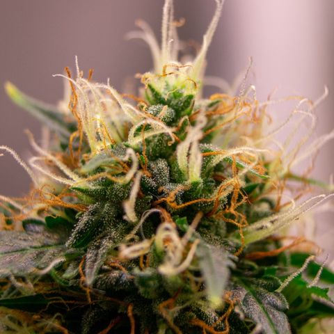 MG001 growlog timeline photo