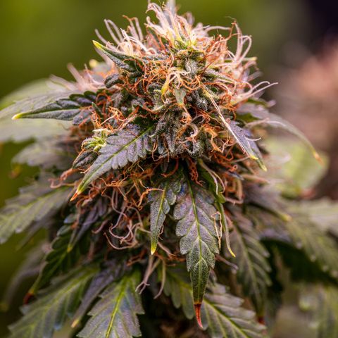 MG001 growlog timeline photo