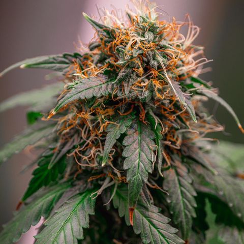 MG001 growlog timeline photo