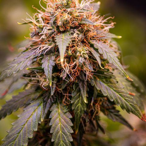 MG001 growlog timeline photo