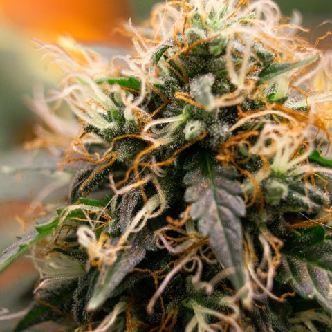 MG001 growlog timeline photo