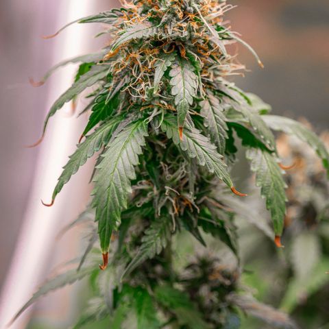 MG001 growlog timeline photo