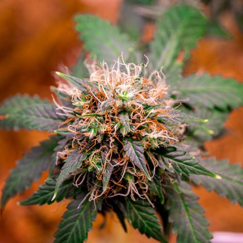 MG001 growlog timeline photo