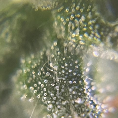 MG004 growlog timeline photo