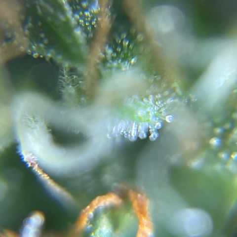 MG001 growlog timeline photo