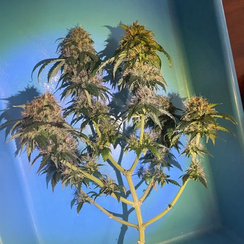 MG001 growlog timeline photo