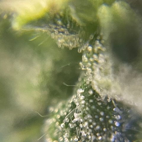 MG004 growlog timeline photo