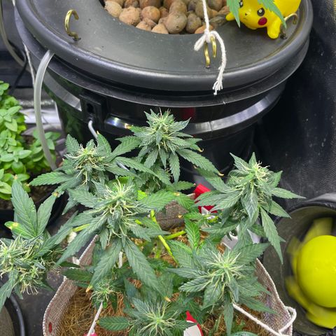 MG004 growlog timeline photo