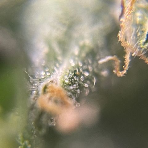 MG004 growlog timeline photo